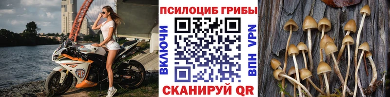 Галлюциногенные грибы мицелий  Купить закладки  Заводоуковск 